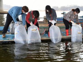 [경기도]빙어 자원 회복 등을 위해 부화 어린 물고기 140만 마리 방류